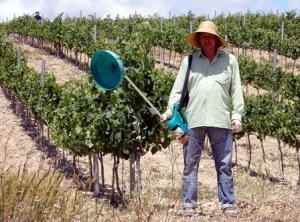 Delavci v vinogradu